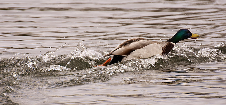 duck, escape on the, fast, mallard, escape, swim, water bird