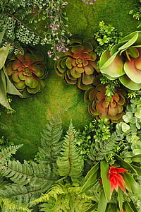 모스, 양 치의 나무, 그린, 녹색 색상, 자연, 잎, 장식