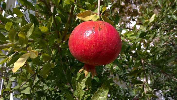 pomegranate, fruit, mediterranean