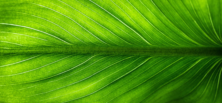 leaf, nature, green, the leaves, hwalyeob, abstract, plants