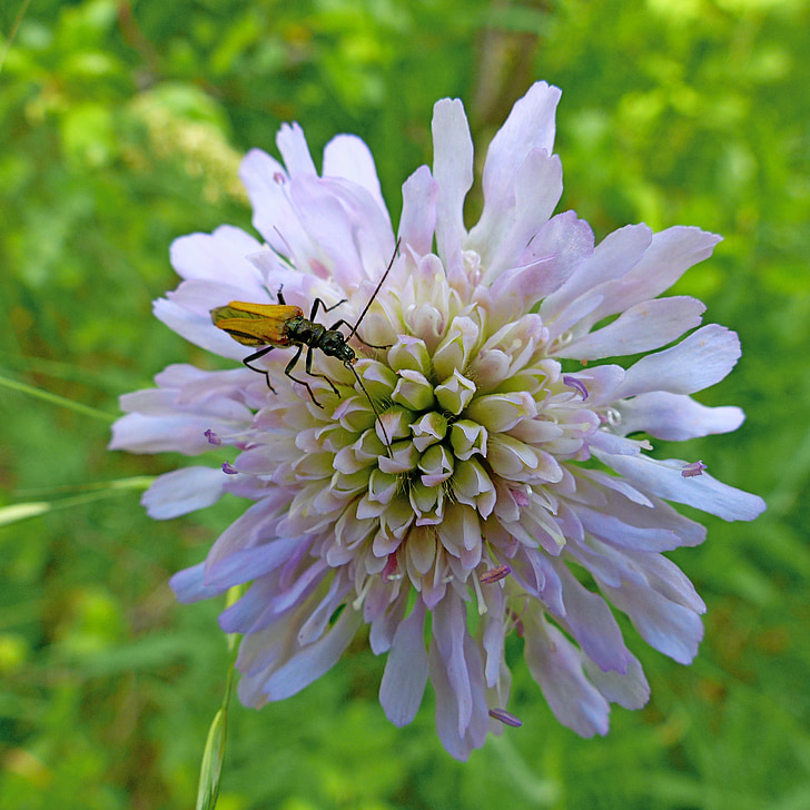 flowers, macro, insect, nature