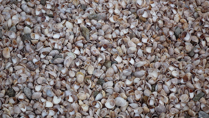 mexilhões, conchas, praia
