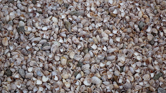 Mejillones, cáscaras de, Playa
