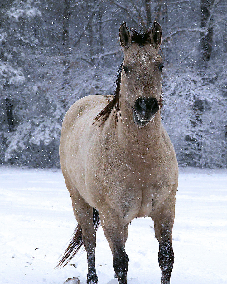 horse, winter, snow, animal, nature, equine, season