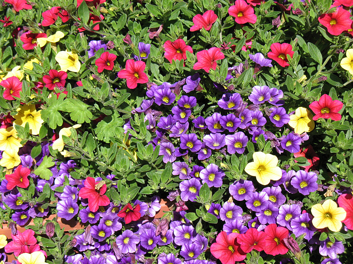 blütenmeer, flori, pat de flori, colorat, gradina, primavara, violet