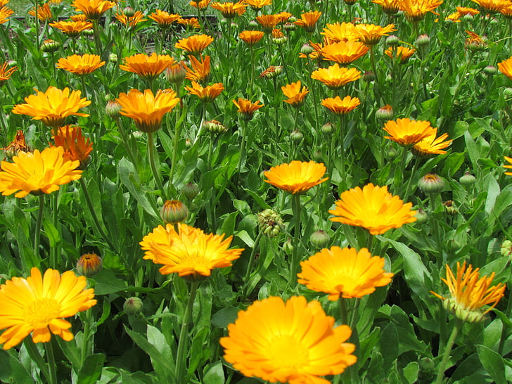 field, flowery, yellow, nature, flower, plant, summer