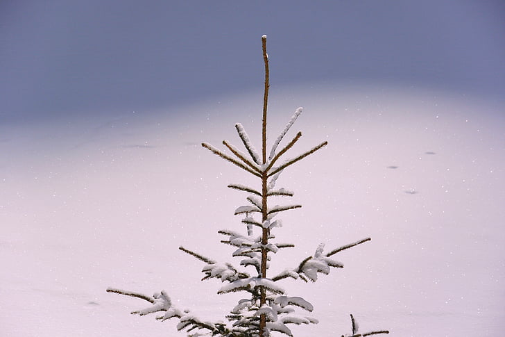 apex, tip, top, crown, tree, fir tree, pine