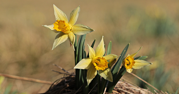 narcisos, amarelo, Primavera, flor, flor, flor, pseudonarcissus Narcissus