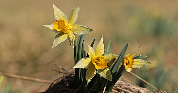 narcisi, žuta, proljeće, cvijet, cvatu, cvijet, Narcissus pseudonarcissus
