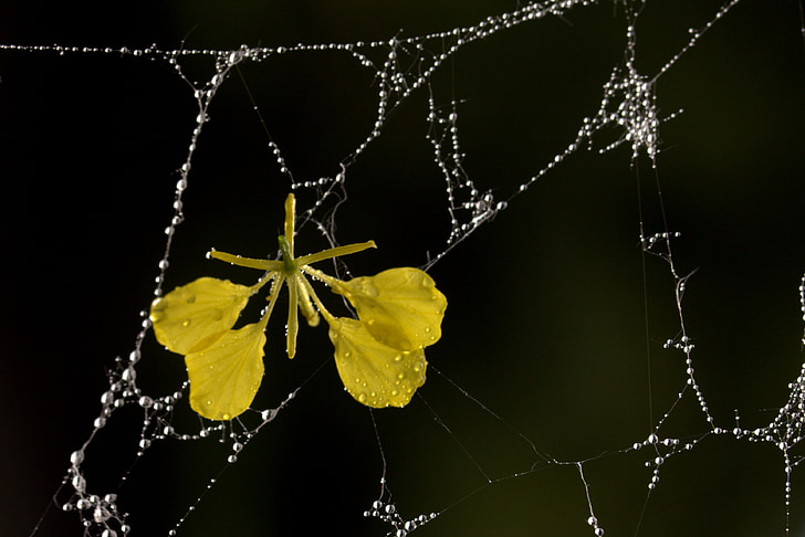 spider web, petals, yellow, dew, drops, flower, garden