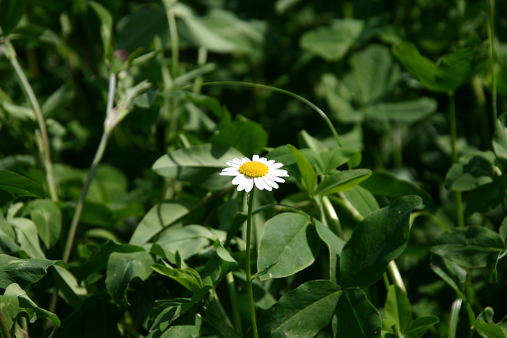 daisy, meadow, nature
