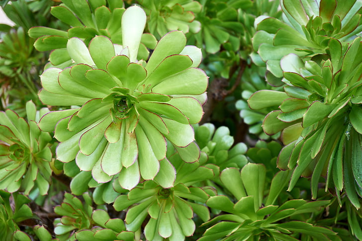 joubarde, φυτό, πράσινο, βοτανική, χυμώδεις, λαμπρά χρωματισμένα, λουλούδι