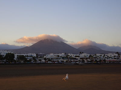 Playa, mar, Gaviota, pájaro, montaña, Seagull, Fuerteventura