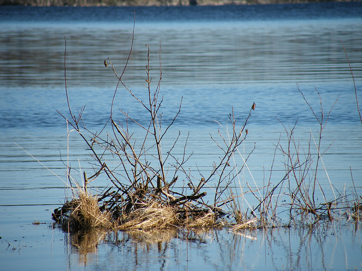 Máy cưa cành cây trong nước, Lake, Na Uy bản chất, Na Uy