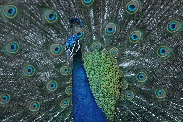 Peacock, con chim, đầy màu sắc, peafowl, màu xanh lá cây, Nam, lông vũ