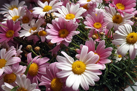 flowers, daisies, pink, white, plant, spring, nature