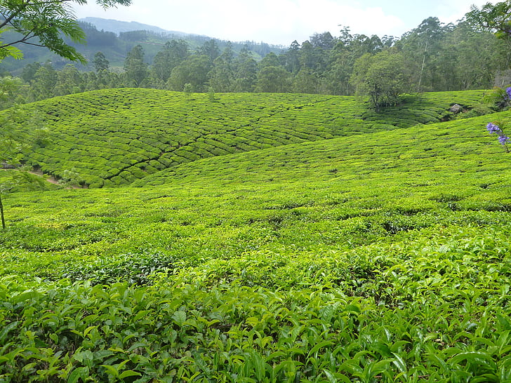 plantation, tea, garden, green, greenery, tree, hilly