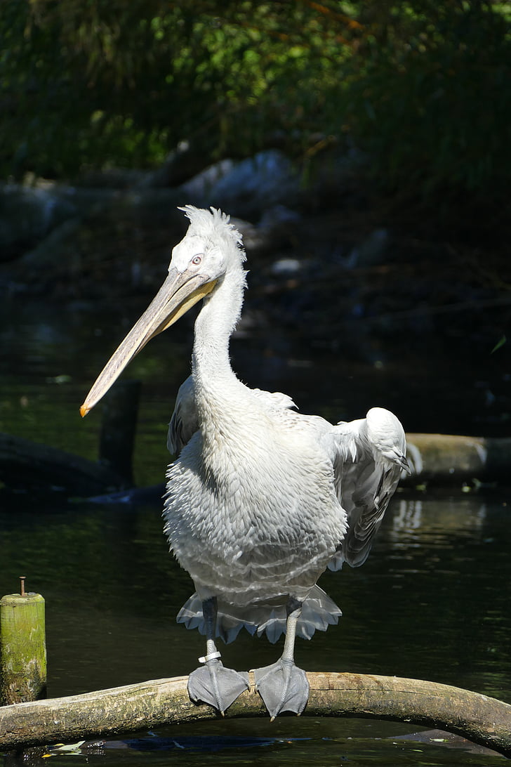 pelikan, water, wing, bird, animal, nature, fish