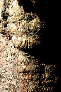 tree, plane, log, grain, light, shadow, detail