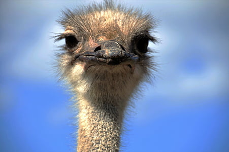 the ostrich, ostrich head, beak, fluff, bird, stupid, grimace