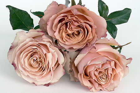 rosas, salmão, flor rosa, flor, romântico, amor, fragrância