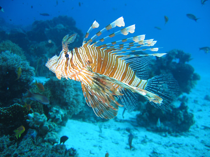 lionfish, Tropical, giftig, Reef, Marine, simning, exotiska