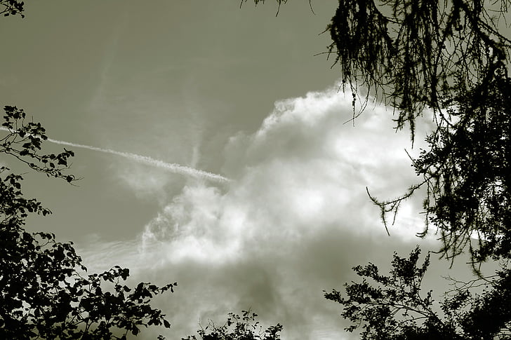 niebo, Chmura, chmury, drzewa, niebo, Natura