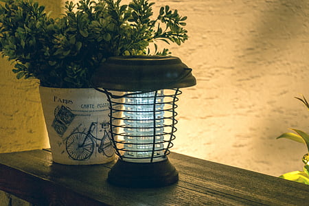 iluminação, planta em vaso, durante a noite