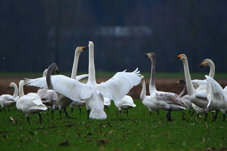 Swan, whooper swan, pasăre, lebede, stol de pasari, pasăre migratoare, păsări