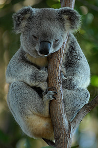 澳大利亚, 树袋熊, 考拉熊, 休息, 野生动物, 动物, 自然