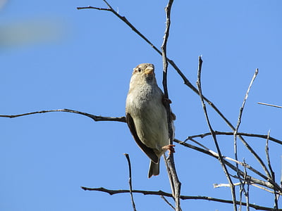 Sparrow, oiseau, à la recherche, arbre, faune, ornithologie, animal