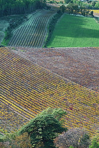 fields, provence, south of france, landscape, vines