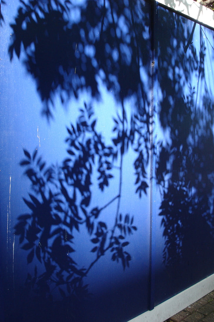 ombre, feuilles, bleu