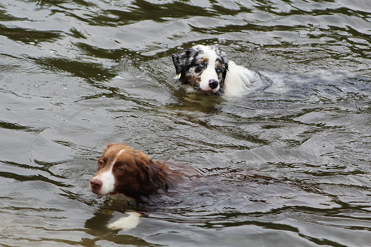 psy, pes vo vode, plávať, hrať, Šport, športový, zdravé