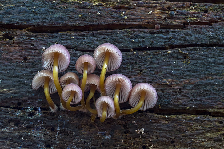 svamp, liten svamp, svamp, Mini mushroom, svamp-gruppen, inga människor, dag