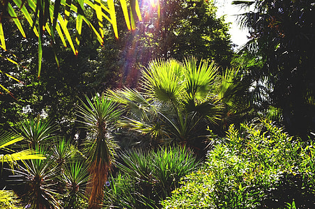 palmer, Botaniska trädgården, Florens, Italien, naturen, träd, skogen