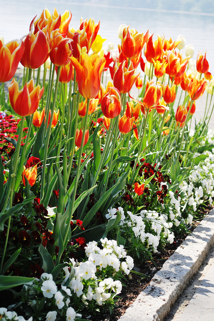 Hoa tulip, Hoa, nở hoa, hoa cam, Sân vườn, Hồ constance, Đức