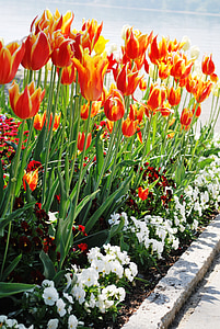 tulipani, cvetje, cvet, oranžne cvetlice, vrt, Bodensko jezero, Nemčija