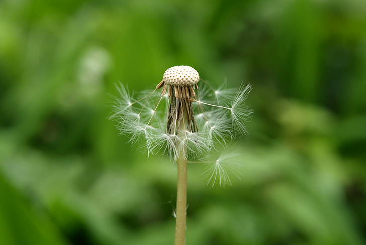 dandelion, seeds, faded, pointed flower, boll