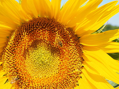 태양 꽃, 꿀벌, 꽃, 블 룸, 꿀, 꽃이 핌, 꽃 바구니