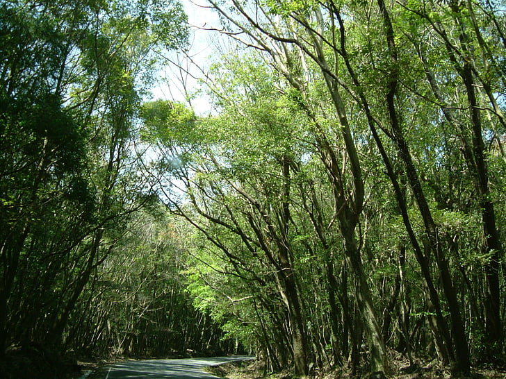 paesaggio, boschi, foresta, natura, albero, tempo libero