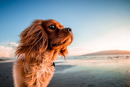 brown, long, coated, puppy, photography, dog, animal