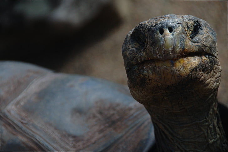 animal, shell, tortoise, turtle, wild animal, public domain images