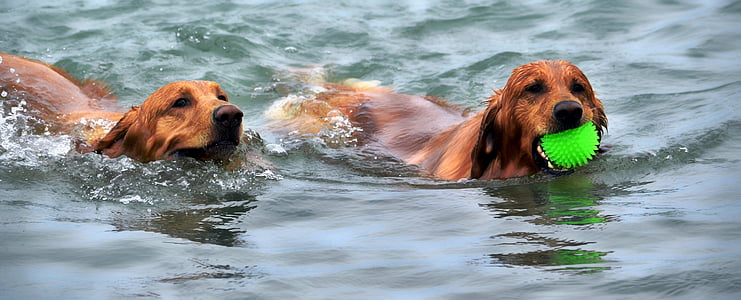 hunder, svømming, vann, kjæledyr, svømme, stranden, Øvelse