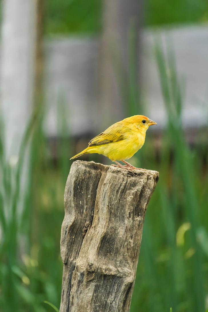 canary, paige, nature