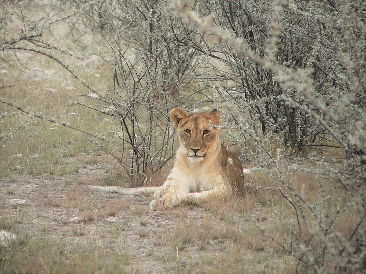 filhote de leão, Bush, arbustos, Namíbia