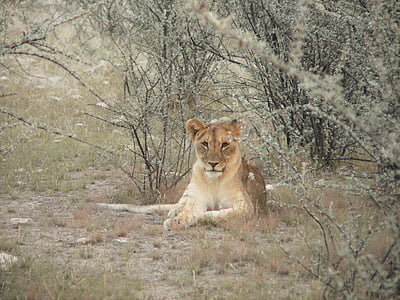 lauvas whelp, Bušs, krūmi, Namībija