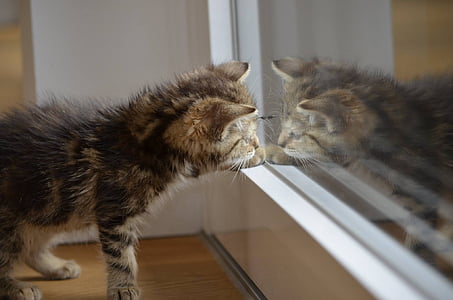 kočka, zrcadlo, kotě, zvířata, kočka domácí, jedno zvíře, Domácí zvířata