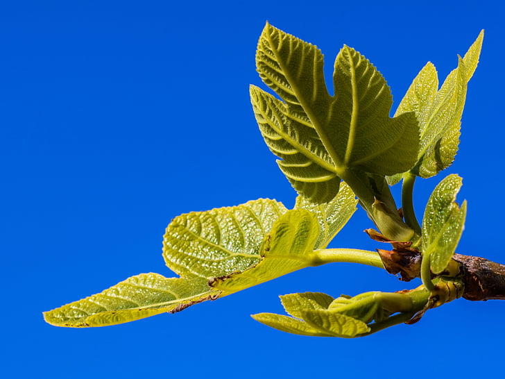fig tree, branch, leaf, plant, nature, mediterranean, cyprus