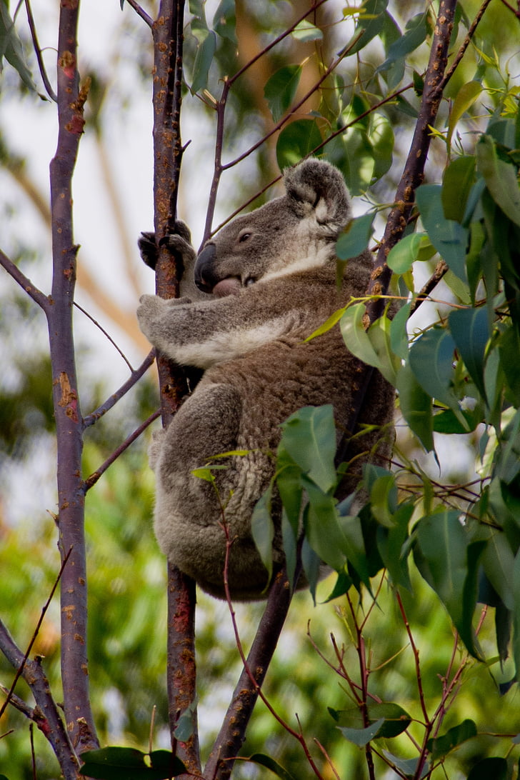Koala, Niedźwiedź, Australia, Queensland, torbacze, dziki, drzewo